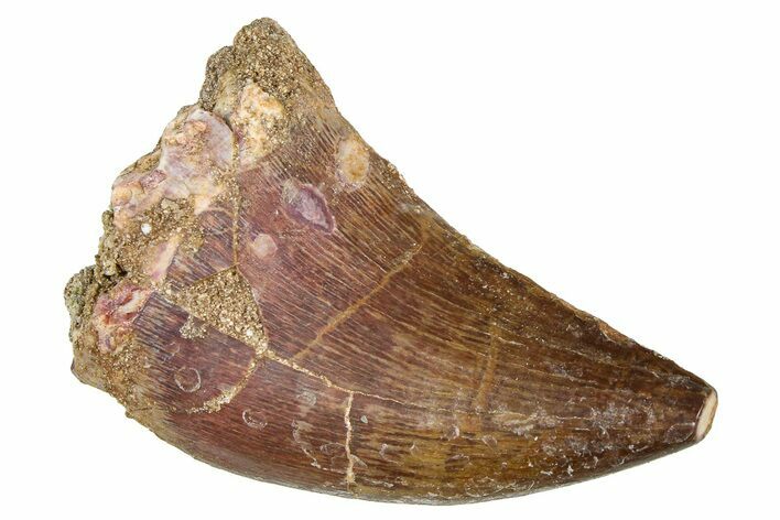 Fossil Mosasaur (Thalassotitan) Tooth - Morocco #374555